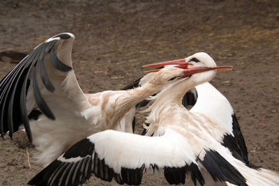 Fighting storks