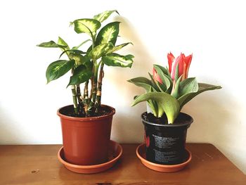 Close-up of potted plant