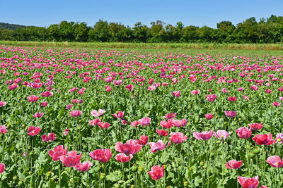 View of pink flowers growing in field