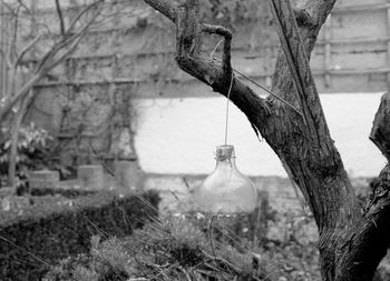 Close-up of plant hanging on tree trunk against wall