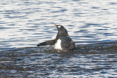 Duck swimming in lake