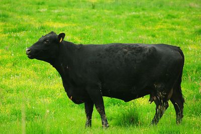 Close-up of black horse on field