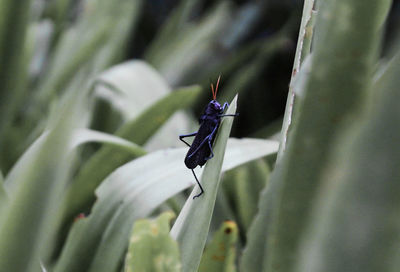 Close-up of insect on plant