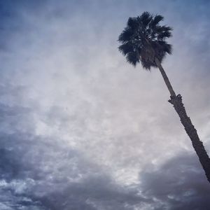 Low angle view of coconut palm tree against sky