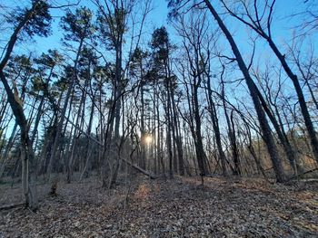 Sunlight streaming through trees in forest