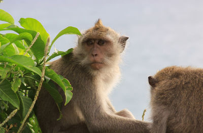 Portrait of monkey looking away