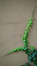 Close-up of ivy growing on wall