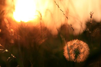 Close-up of dandelion on field against sky during sunset