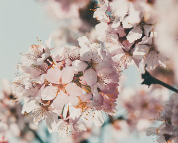 Close-up of cherry blossom tree