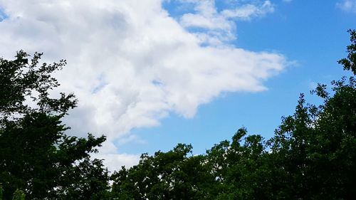 Low angle view of trees against cloudy sky