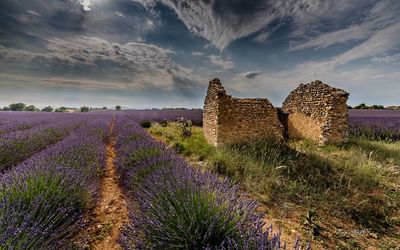 Scenic view of lavender field against sky