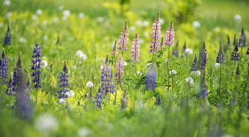 Purple flowers growing on field during sunny day