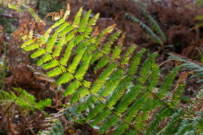 Close-up of fern in forest