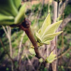 Close-up of flower buds growing outdoors