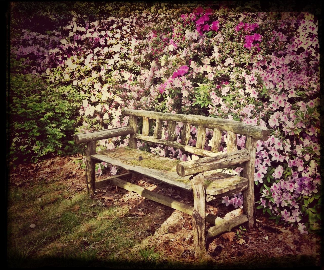 flower, transfer print, growth, plant, auto post production filter, nature, bench, beauty in nature, day, freshness, park - man made space, wood - material, outdoors, no people, abundance, fragility, field, tranquility, tree, old