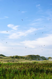 Flock of birds flying over field against sky