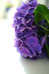 Close-up of purple flowers