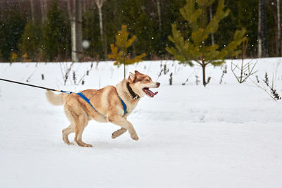 Running husky dog on sled dog racing. winter dog sport sled team competition. siberian husky dog