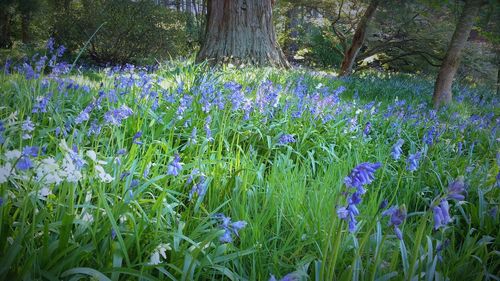 Purple flowers growing in park