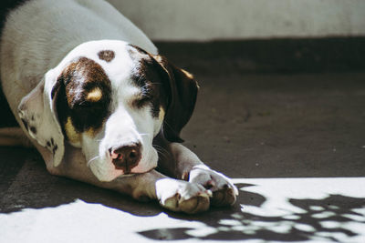 Close-up portrait of a dog lying on floor