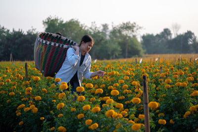 Contemplating woman picking flowers while standing with basket against clear sky