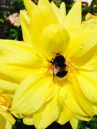 Close-up of water drops on yellow flower