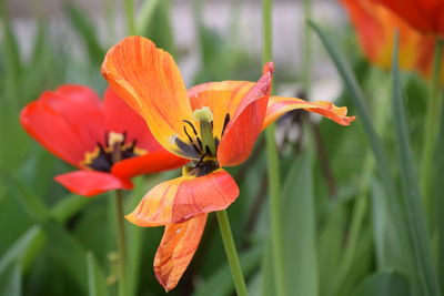 Close-up of orange flowering plant