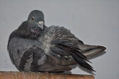 Close-up of bird perching outdoors