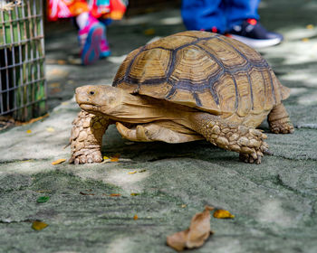 Big giant tortoise walking on the ground.