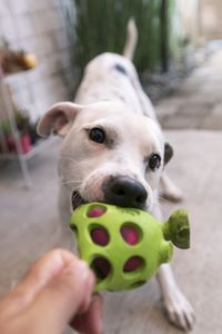 Portrait of hand holding dog