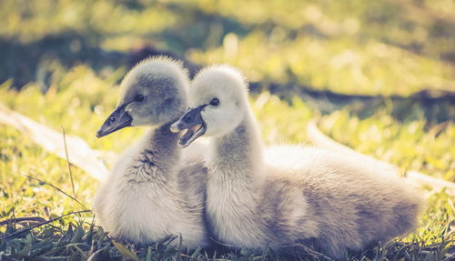 Close-up of swan on grass