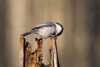 Close-up of bird perching on wooden post