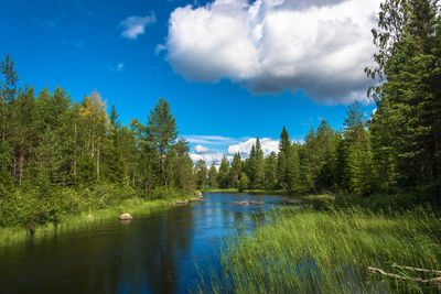 Scenic view of lake in forest against sky