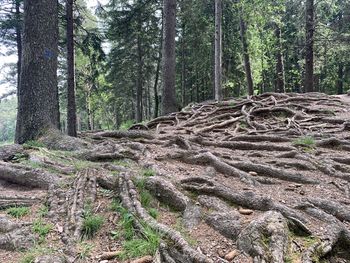 Trees in forest