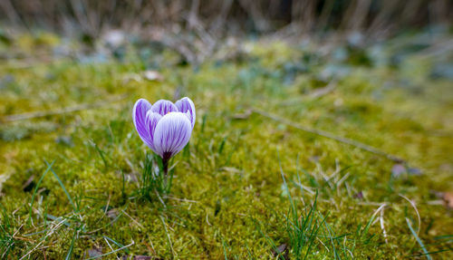 Close-up of purple crocus flowers on field