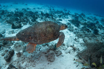 High angle view of turtle swimming in sea