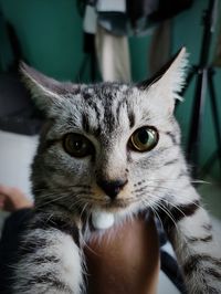 Close-up portrait of a cat