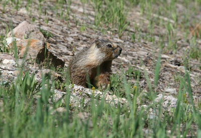 Close-up of a marmot on field