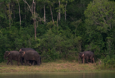 Asian elephant in khao yai national park thailand