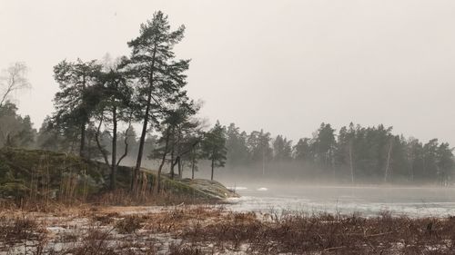 Trees in forest against sky