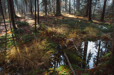 Scenic view of forest