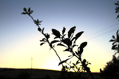 Trees against clear sky at sunset