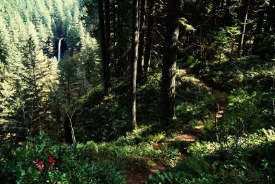 View of trees in forest