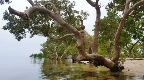 Tree by lake against sky