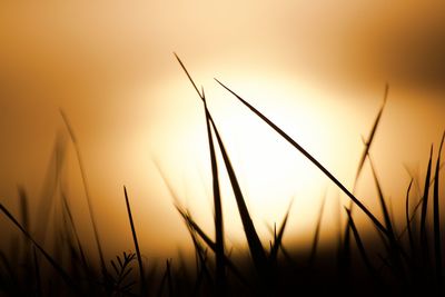 Close-up of silhouette grass on field against sunset sky