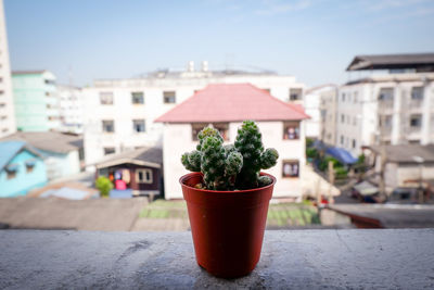 Close-up of potted plant against building in city