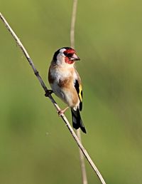 Close-up of bird perching on red outdoors