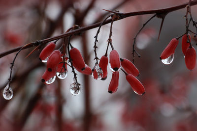 Close-up of red berries on branch