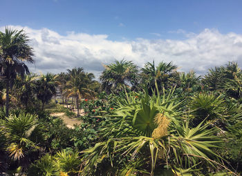 Palm trees growing against sky