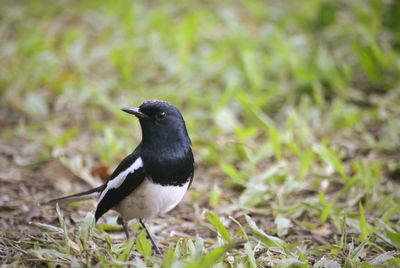 Close-up of a bird on field